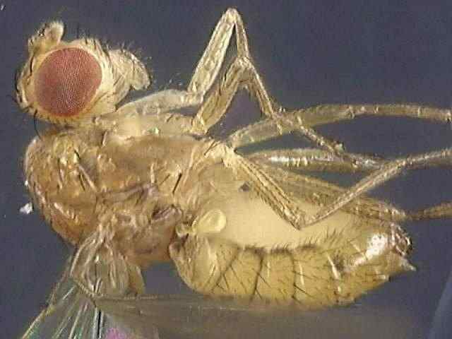 Drosophila funebris